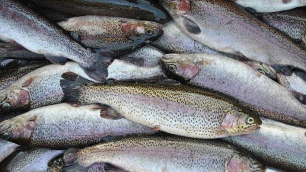 Հայաստանը նախատեսում է ձկան արտահանում սկսել Վրաստան։