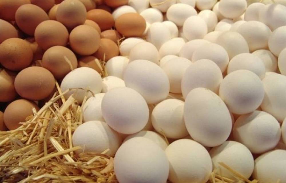 ՀՀ-ում սննդային ձվի դեֆիցիտի մասին լուրերն անհիմն են. Թռչնաբույծների միություն