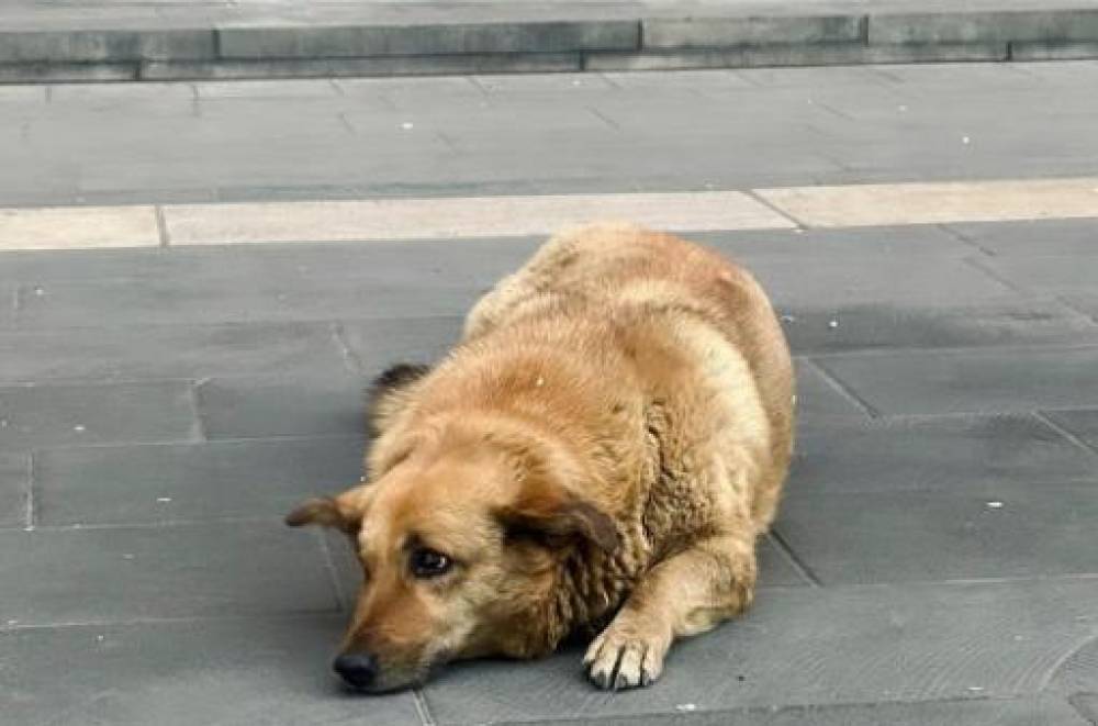 Երևանի փողոցներից հավաքվել է 47 կենդանու դի
