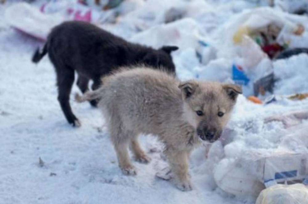 Արմավիրում տղամարդը խոստովանել է, որ խոշտանգելով սատկացրել է շան ձագերին