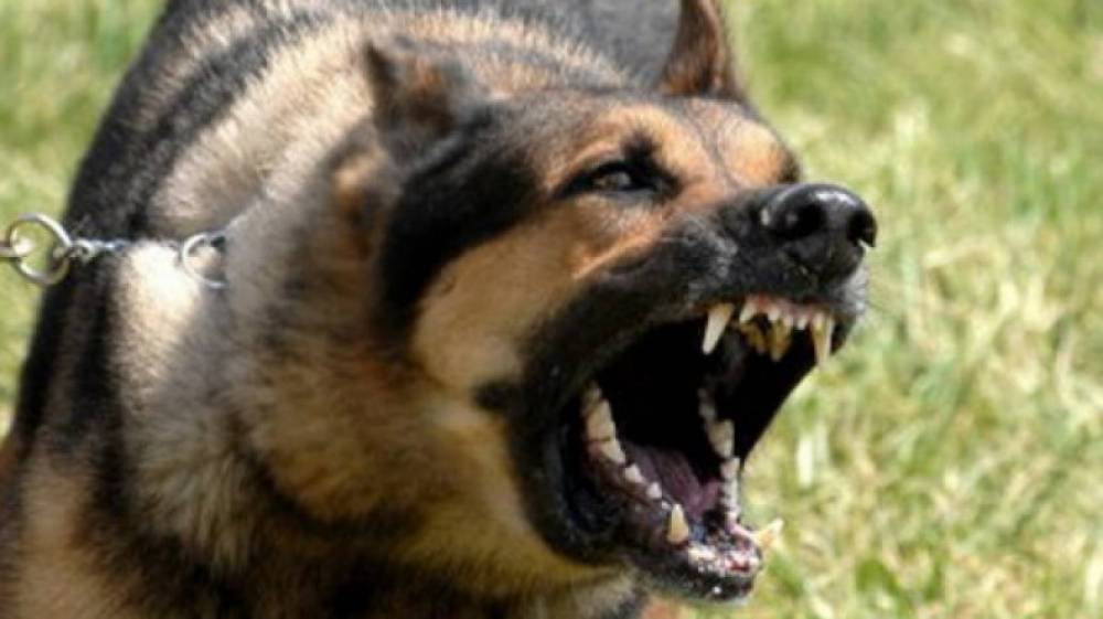 Շան կծելու հետևանքով կնոջ մահվան դեպքի առթիվ քրեական վարույթ է նախաձեռնվել