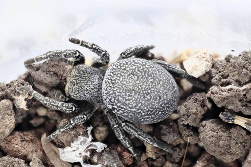 Հայաստանում սարդերի ու սարդակերպերի, լվիճների նոր տեսակներ են հայտնաբերվել