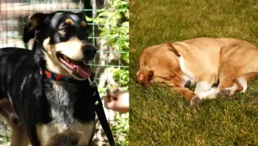 Երևանում շների համար 4 նոր զբոսայգի է կառուցվել. քաղաքապետարան