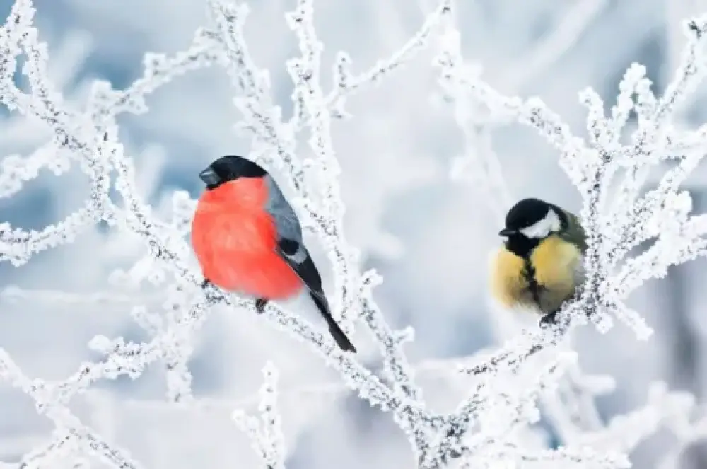 Սպասվում են տեղումներ, Երևանի բարձրադիր հատվածներում՝ նաև ձյան տեսքով․ եղանակային կանխատեսում