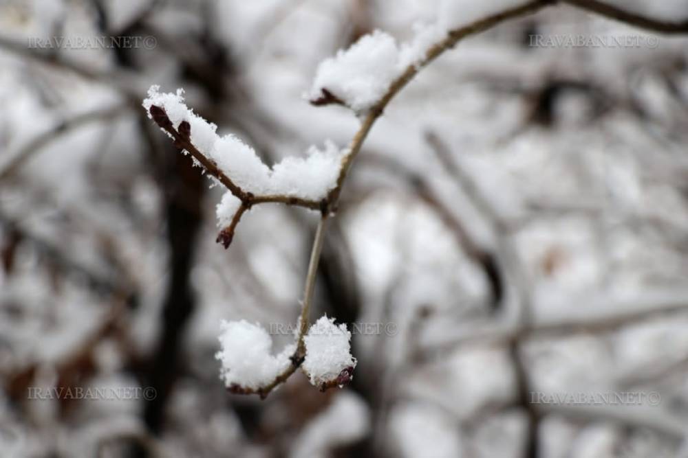 Ձյուն է սպասվում