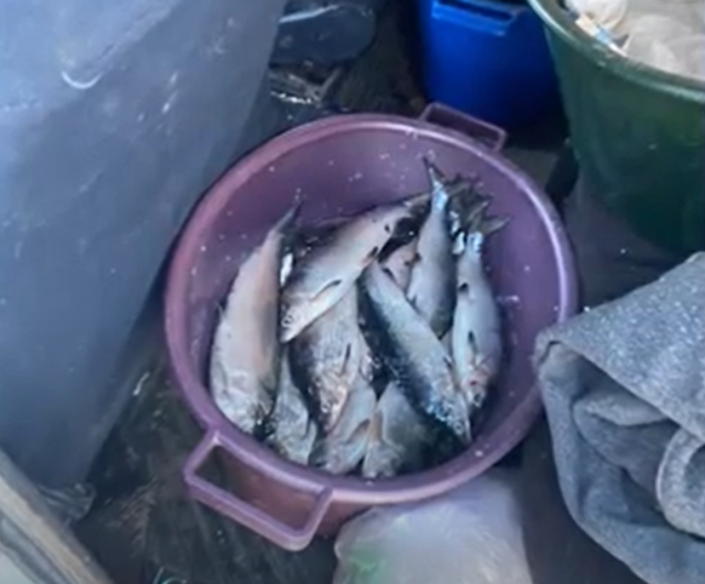 «Վազ 2106»-ում, «Օպել»-ում ու ձկնորսական նավակում ապօրինի որսած սիգ է հայտնաբերվել