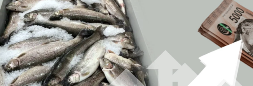 «Իշխան» ձկնատեսակի գինը նոյեմբերին աճել է 13.7%-ով. թվեր. «Ժողովուրդ»