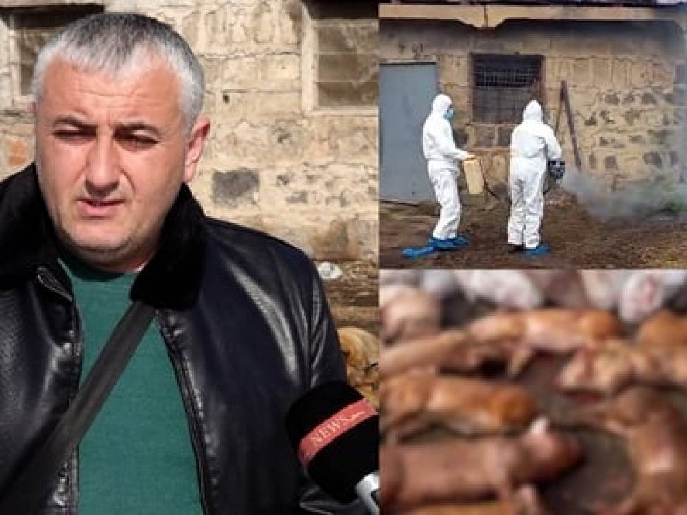 «Աֆրիկյան ժանտա՞խտ», թե՞ այլ հիվանդություն․ Կամարիս գյուղում հազարից ավելի խոզ է անկել