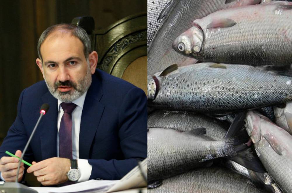 Առաջին անգամ է, որ մենք սիգի հետ հարաբերվում ենք որպես պետություն. Նիկոլ Փաշինյան (տեսանյութ)