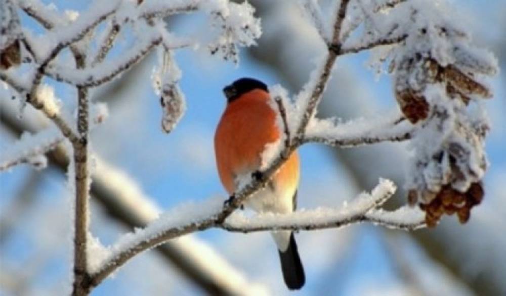 Վերջին 5 օրերին հանրապետությունում դիտվել է խիստ բարձր ջերմային ֆոն