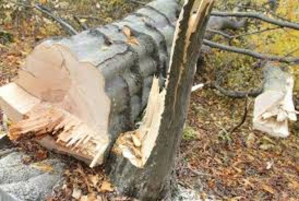 Տավուշի մարզի ոստիկանների ուժեղացված ծառայության արդյունքները
