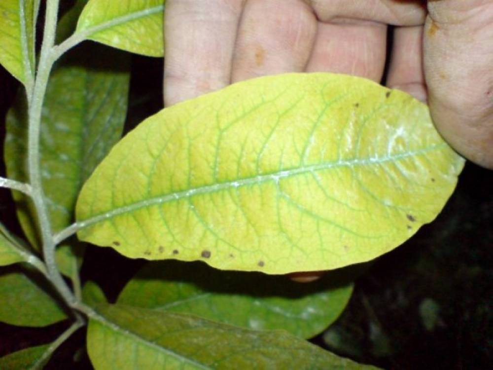 Хурма болезни листьев фото как лечить