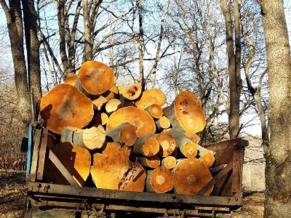 Մուշի ոստիկանները հայտնաբերել են ապօրինի փայտանյութով բարձված բեռնատար