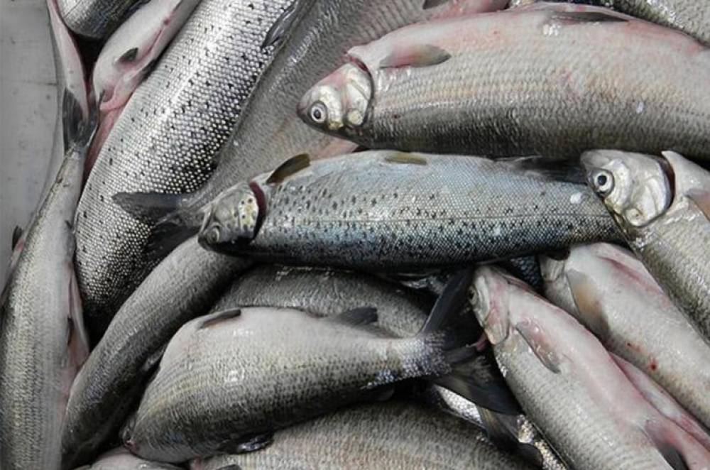 Վայոց Ձորում բերման են ենթարկվել Էլեկտրահարման եղանակով ապօրինի ձկնորսության մասնակիցները. Ոստիկանություն