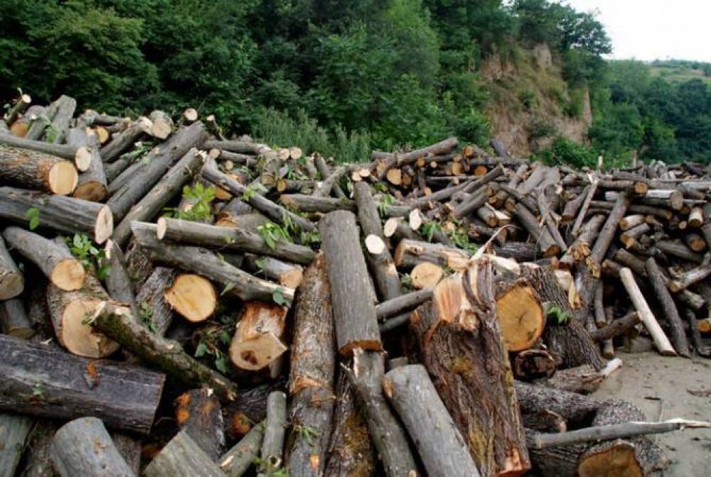 Ոստիկանները հայտնաբերել են Հաղարծինում ծառերն ապօրինի կտրած անձին