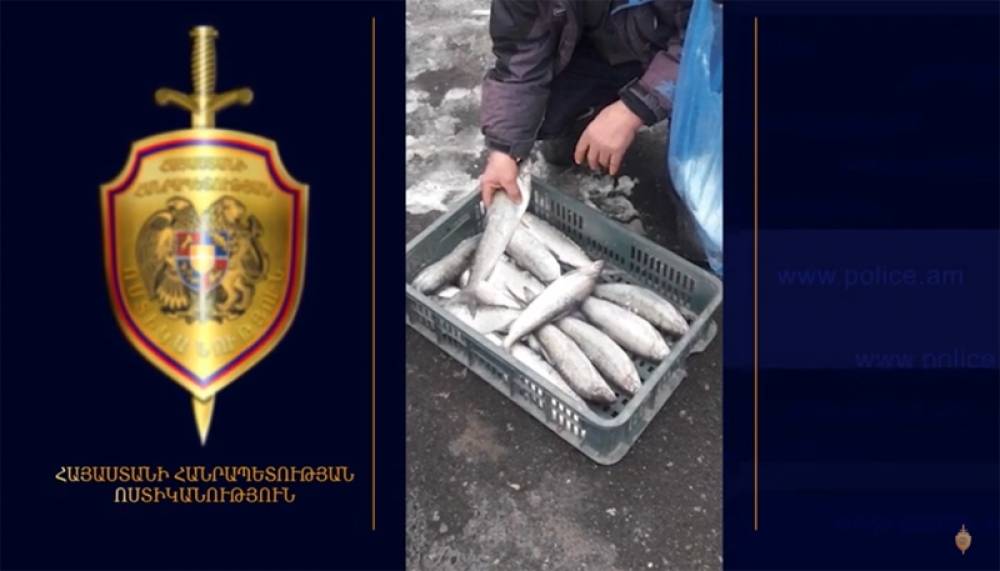 Էջմիածնի ոստիկանները հայտնաբերել են սիգի ապօրինի առևտրով զբաղվող անձանց (տեսանյութ)