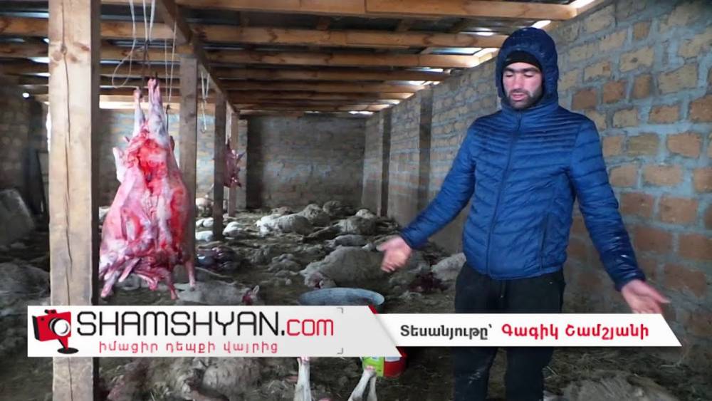 Արտակարգ դեպք Երևանում. թափառող շները հոշոտել են մոտ 200-ից ավելի ոչխարների (ՏԵՍԱՆՅՈՒԹ)