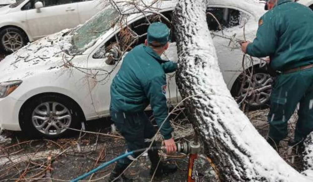 Աբովյան-Սայաթ-Նովա խաչմերուկի մոտ ծառն ընկել ու վնասել է ավտոմեքենաները․ փրկարարները հեռացրել են այն