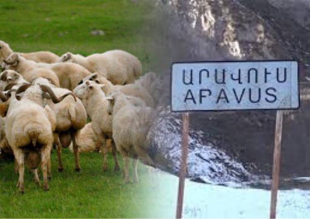 Ադրբեջանցիները Արավուսի սահմանից 230 գլուխ ոչխար են գողացել
