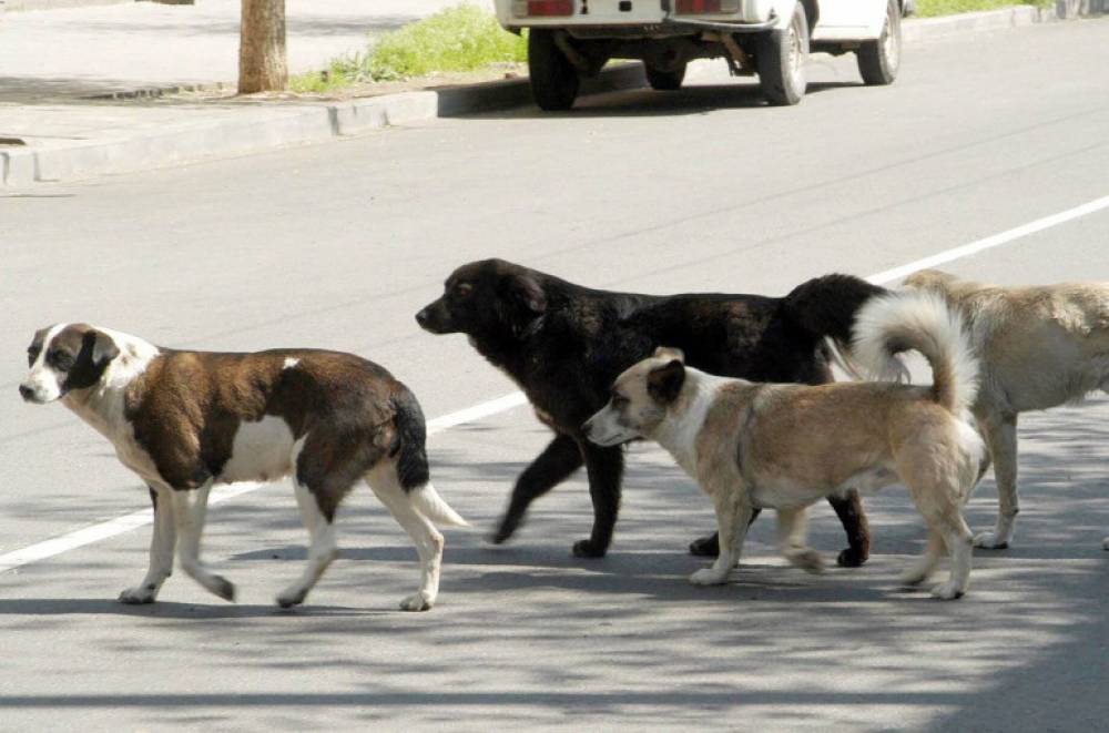 Թափառող շունը հարձակվել է Էջմիածնի քաղաքապետարանի աշխատակցի վրա