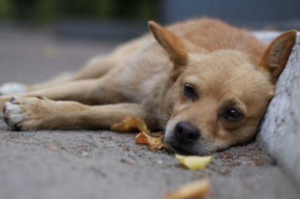 Արտաշատում տղամարդը փորձել է խեղդամահ անել շանը․ կենդանու նկատմամբ դաժան վերաբերմունքի դեպքեր