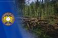 Ընկերության կողմից Գյուլագարակում ոչնչացվել է 327 ծառ