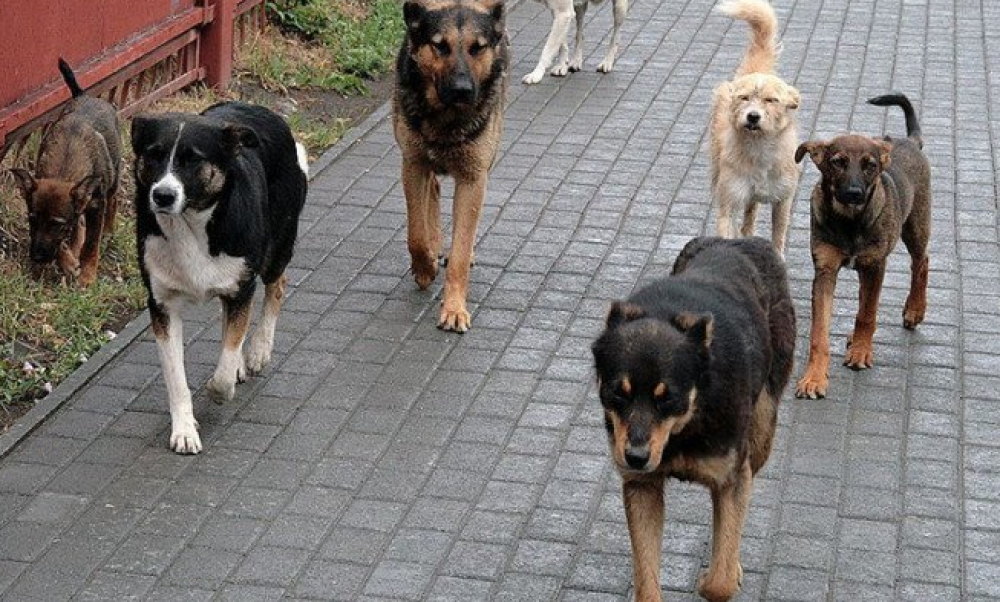 Երևանի փողոցներում անկած կենդանիների դիեր հանդիպելու դեպքում դիմեք «Կենդանիների Խնամքի Կենտրոն» ՀՈԱԿ