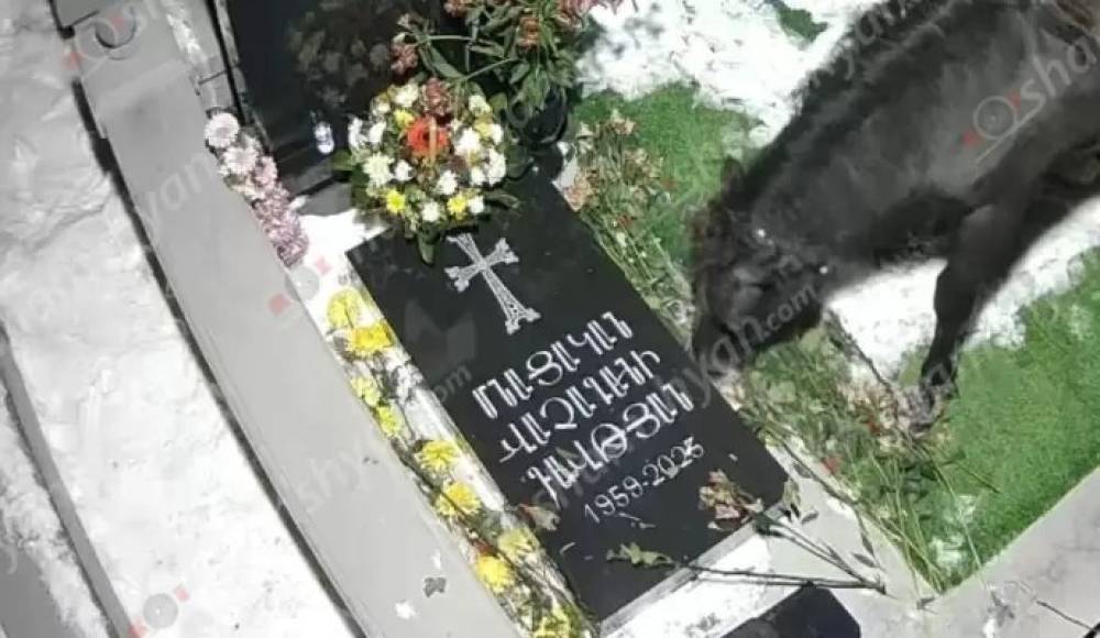 Ձիերը պարբերաբար հայտնվում են Նուբարաշենի գերեզմանների տարածքում, տակն ու վրա անում ամեն բան