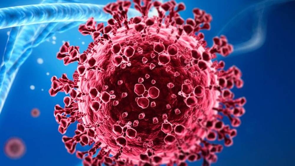 The Independent. Հնդկաստանում տարածվում է մահաgու Նիպա վիրուսը