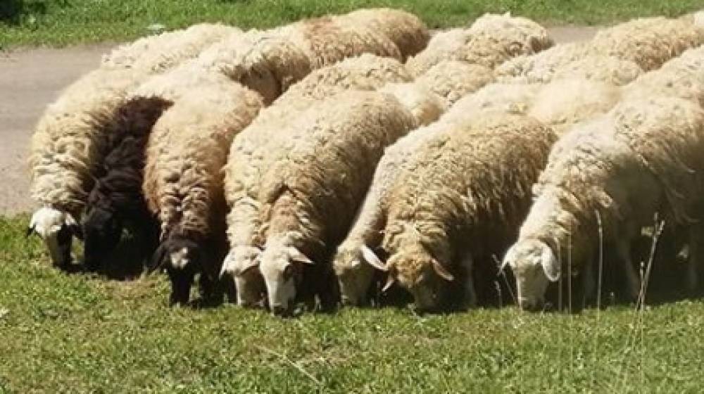 Նախատեսվում է Հայաստան ներմուծել 30 հազար գլուխ ոչխարներ եւ այծեր․ «Ժամանակ»