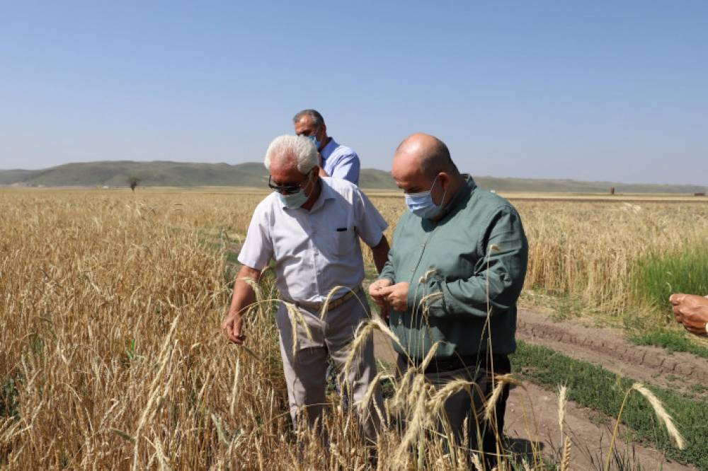 Աշնանացան ցորենի սերմերը ձեռք կբերվեն շուկայականից առավել ցածր գներով. Շիրակի մարզպետարան