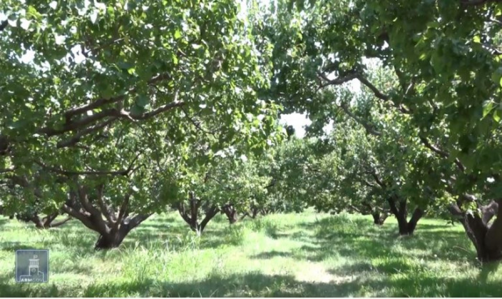 Կառավարությունը գյուղապահովագրության ծրագիր է մշակել (տեսանյութ)