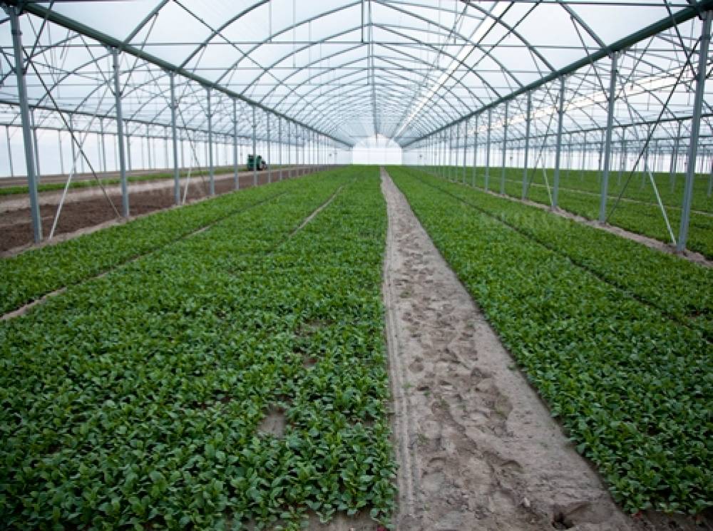 Գազի սակագնի բարձրացումն էլ ավելի կկրճատի ջերմոցային արտադրանքի գների տարբերությունը ձմռանը եւ ամռանը․ ֆերմեր