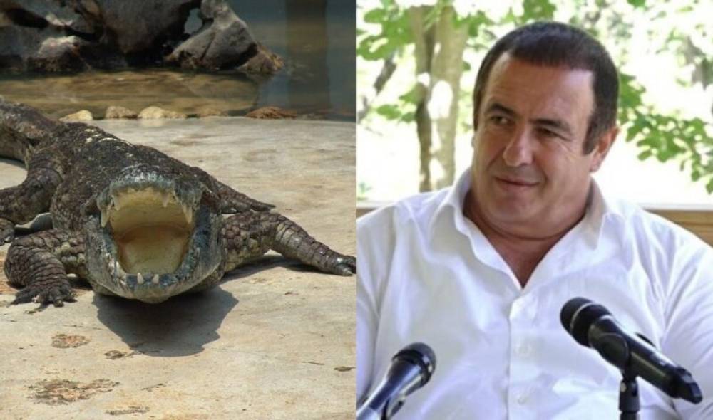 Ծառուկյանի տնից կոկորդիլոսներ տեղափոխելիս Երևանի քաղաքապետարանի աշխատակից է վնասվել