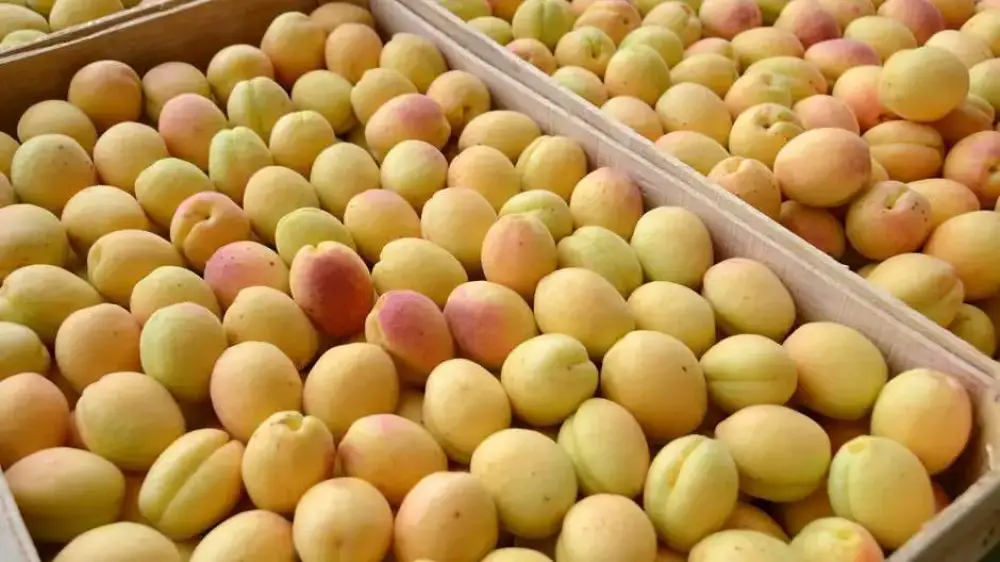 Օգոստոսին նախատեսվում է փոխհատուցում՝ որոշ տեսակի ապրանքներ արտահանող տնտեսավարողներին