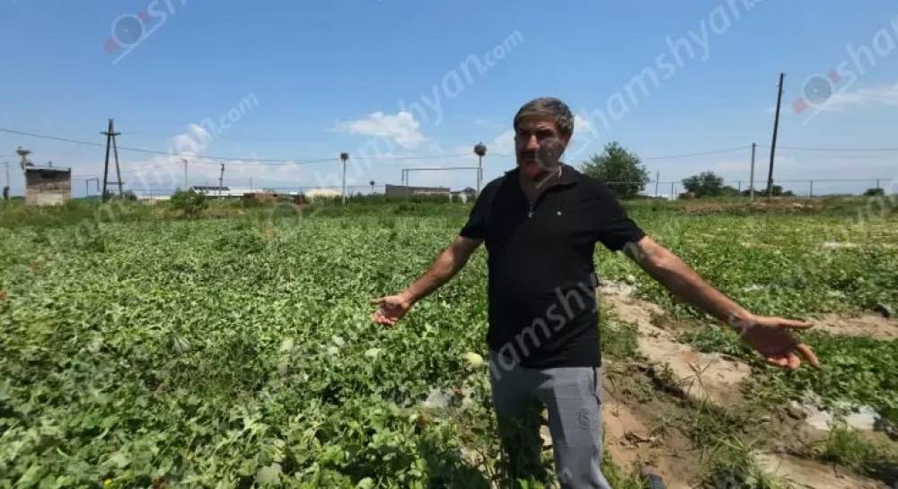 Երասխահուն բնակավայրում գյուղացու աճեցված բերքը հողին է հավասարեցվել