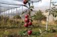 Էլ ո՞ր շահառուները կարող են օգտվել գյուղոլորտի պետական աջակցության ծրագրերից. նախագիծ. «Փաստ»