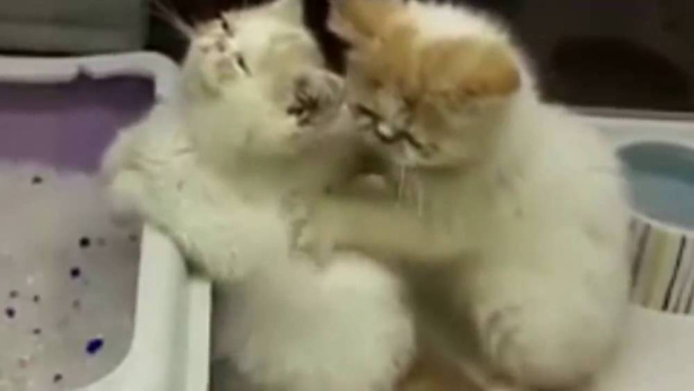 Կատուների սիրախաղը (տեսանյութ)