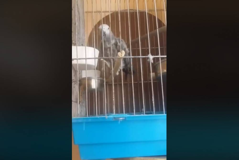 Նիկոլ- վարչապետ ,խոսացող թութակը.տեսանյութ