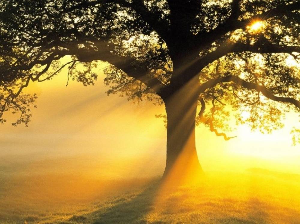 Արևը 15 րոպեում սպանում է կորոնավիրուսը․ The Journal of Infectious Diseases