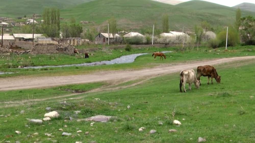 Ադրբեջանական զինծառայողները Վերին Շորժայից գողացել են կով և հորթ, կրակել են խոշոր եղջերավոր կենդանիների ուղղությամբ․ ՄԻՊ