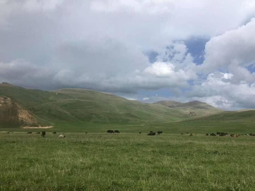 Գեղարքունիքում և Սյունիքում ադրբեջանցիները գողանում են հայերի կենդանիներին. ՄԻՊ–ի փաստերը
