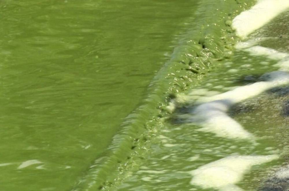 Սևանն այս տարի էլ երևի կկանաչի. Շրջակա միջավայրի նախարար