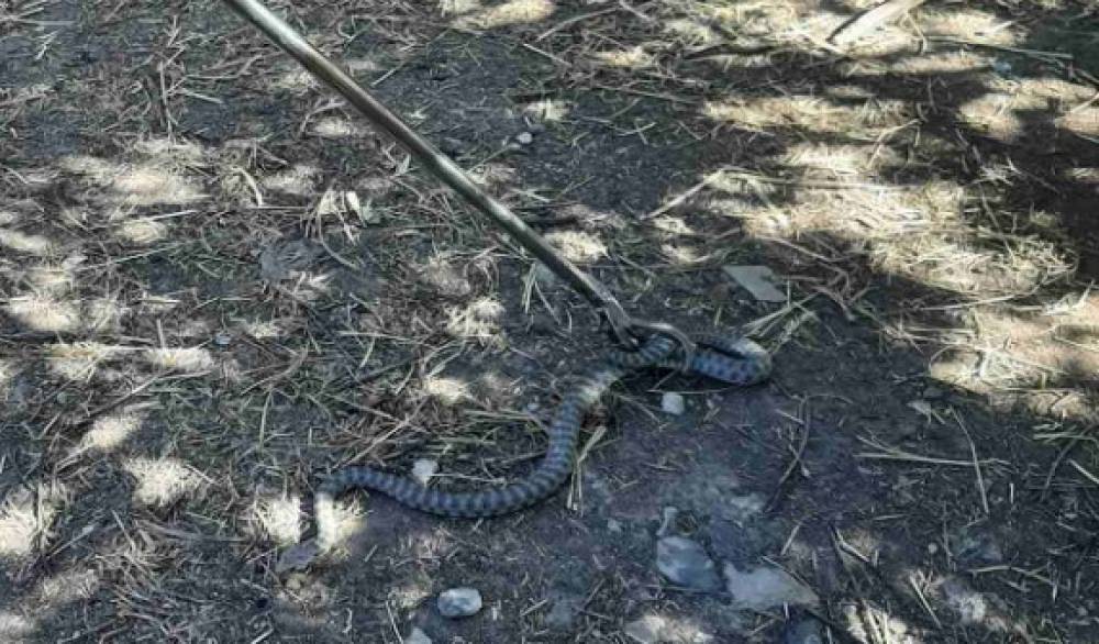 Երկու օրում 2 գյուրզա, 4 շահմար, 4 սահնօձ և 5 լորտու է հայտնաբերվել