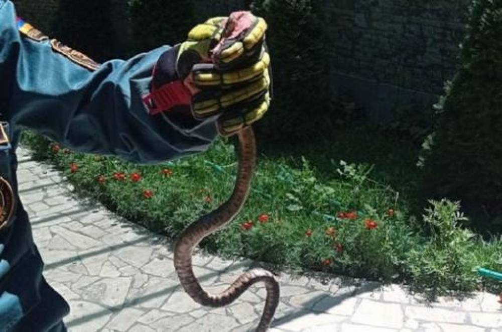 3 գյուրզա, 2 շահմար, 5 սահնօձ, 3 լորտու․ փրկարարներն անվտանգ տարածք են տեղափոխել օձերին