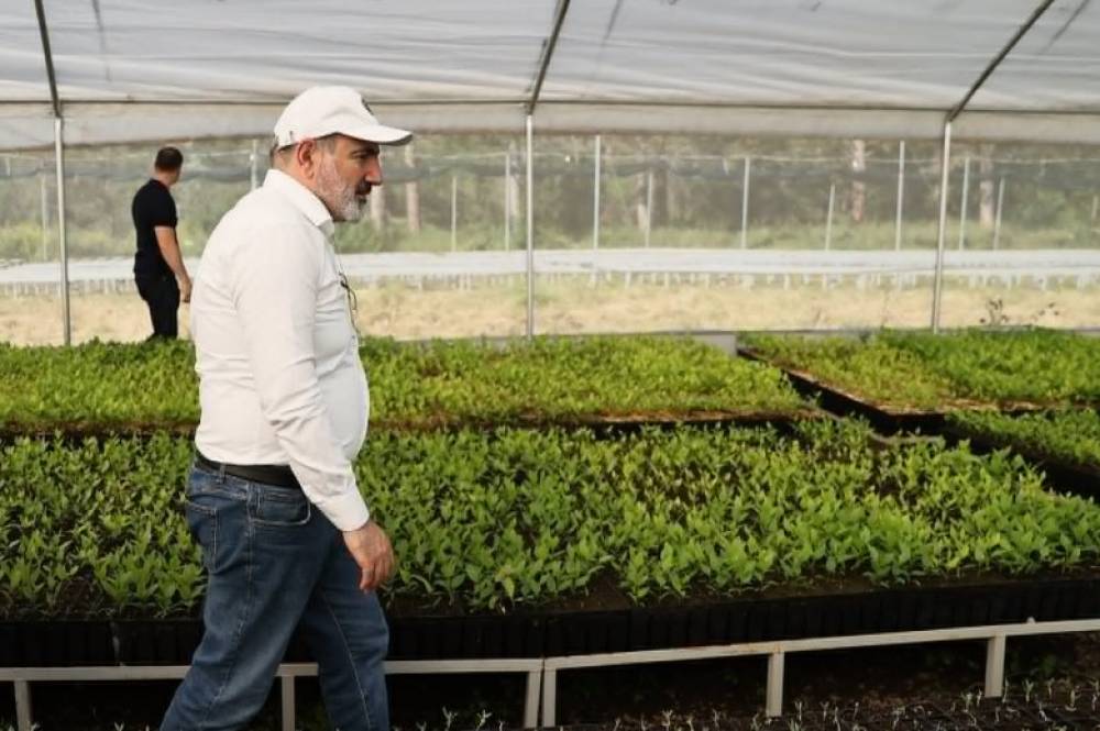 Խոստումների «բերքահավաքը». ինչպես է իշխանությունը հերթական անգամ լքում գյուղացուն տնտեսական քաոսի նախաշեմին. «Փաստ»