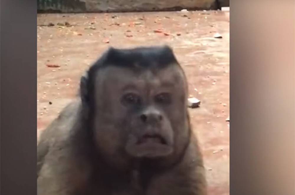 Չինաստանում մարդու դեմքով կապիկ են գտել (Տեսանյութ)