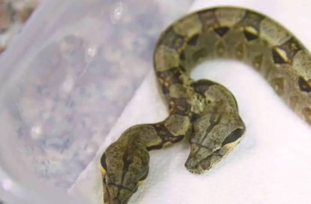 ԱՄՆ-ում երկու սրտով երկգլխանի օձ է ծնվել (տեսանյութ)