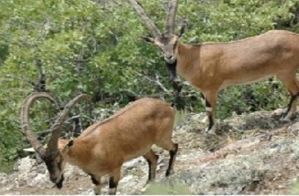 Որսացել են ՀՀ կարմիր գրքում գրանցված այծ