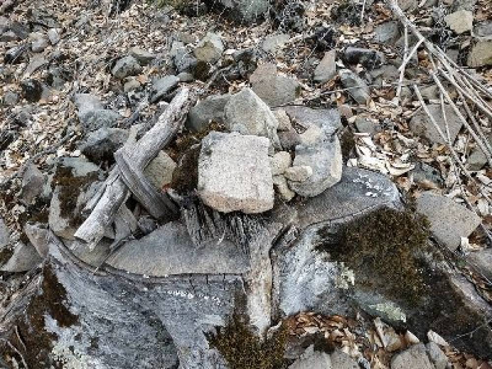Կրկին «պադռուբկա» արած, վառած, կտրած ծառեր «Դիլիջան» ազգային պարկում